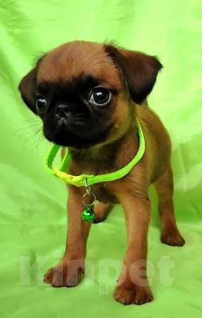 Собаки в Москве: мальчик брабантик 2 мес. Мальчик, 45 000 руб. - фото 3