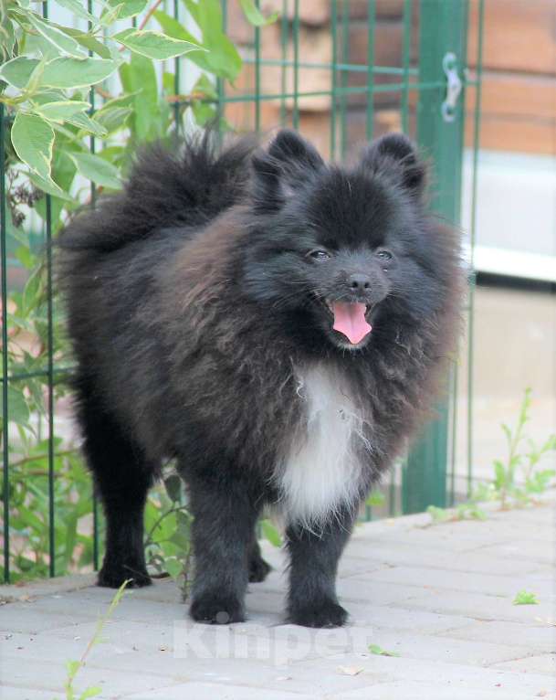 Собаки в Жуковском: Мальчик шпица Мальчик, 25 000 руб. - фото 1