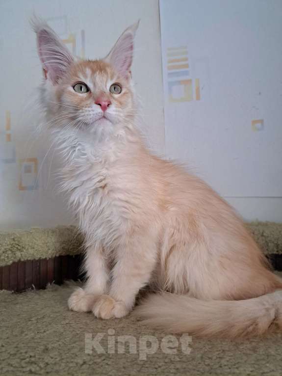 Кошки в Москве: Котята породы мейн-кун Мальчик, 45 000 руб. - фото 9