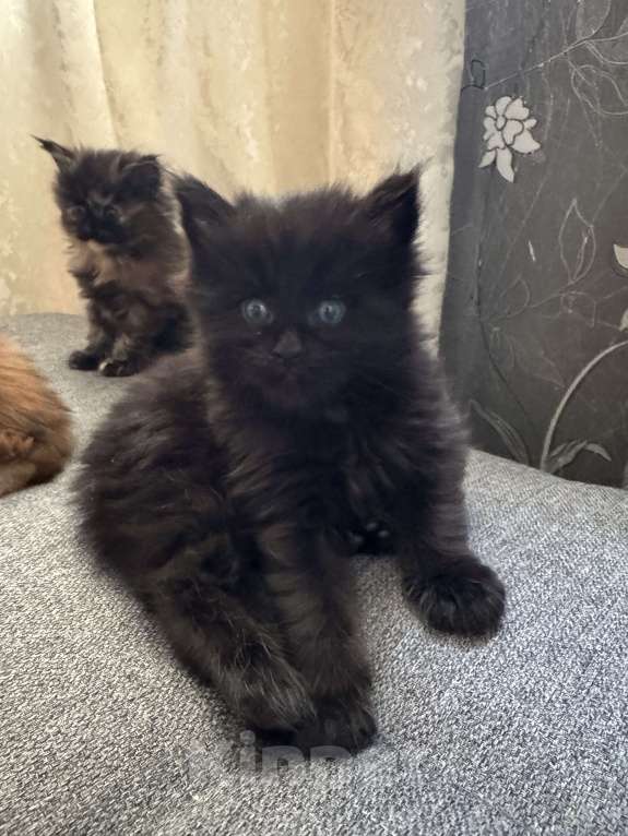 Кошки в Москве: Котята Мейн Кун Девочка, 25 000 руб. - фото 4