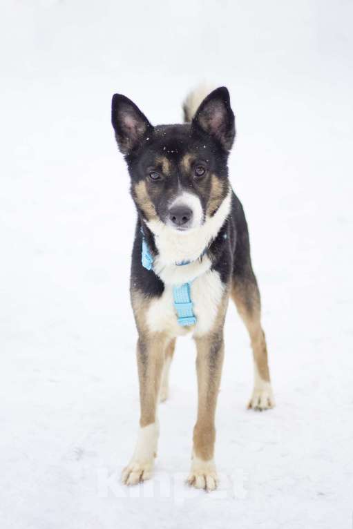 Собаки в Москве: Очаровашка Брюс в поисках дома Мальчик, Бесплатно - фото 4