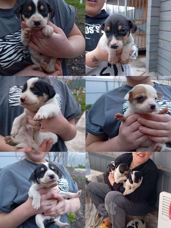 Собаки в других городах Ставропольского края: Щенки метисы в добрые руки Девочка, Бесплатно - фото 1