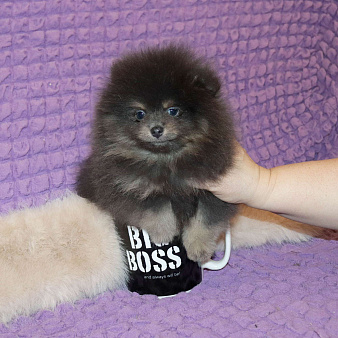 Голубой щенок шпица