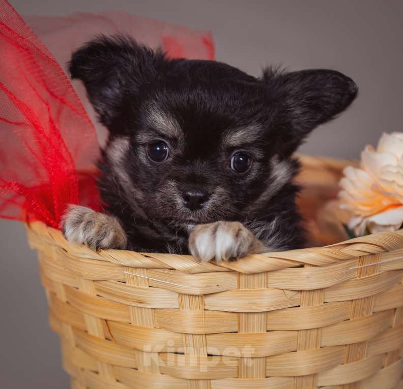 Собаки в Богдане: Щенки чихуахуа Мальчик, 45 000 руб. - фото 3