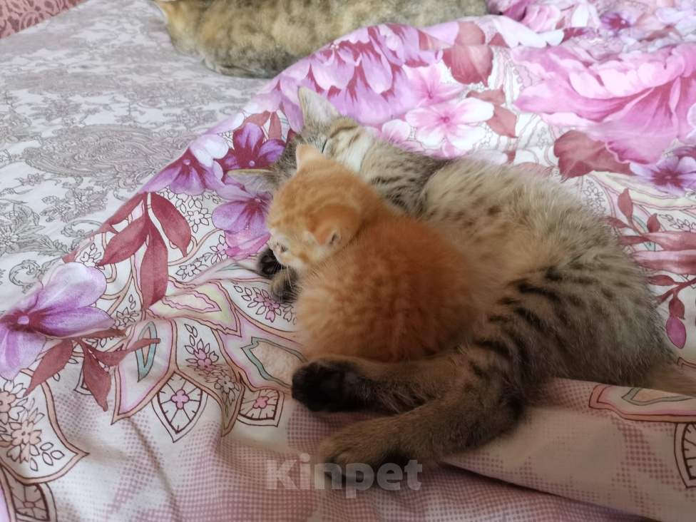 Кошки в Москве: Шотландские котята девочки и мальчики  Девочка, 15 000 руб. - фото 3