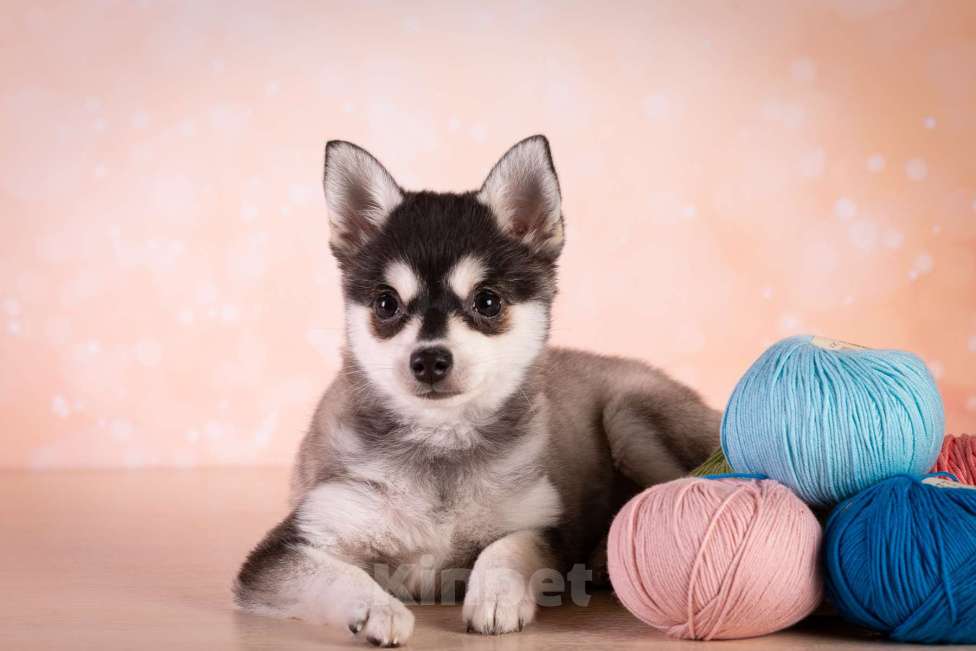 Собаки в других городах Московской области: Очаровательная малышка той размера Девочка, 400 000 руб. - фото 5
