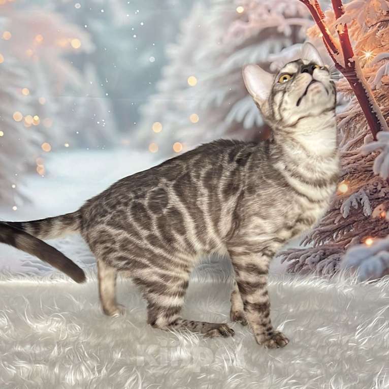 Кошки в Москве: Бенгальский котёнок серебро уголь Мальчик, Бесплатно - фото 2