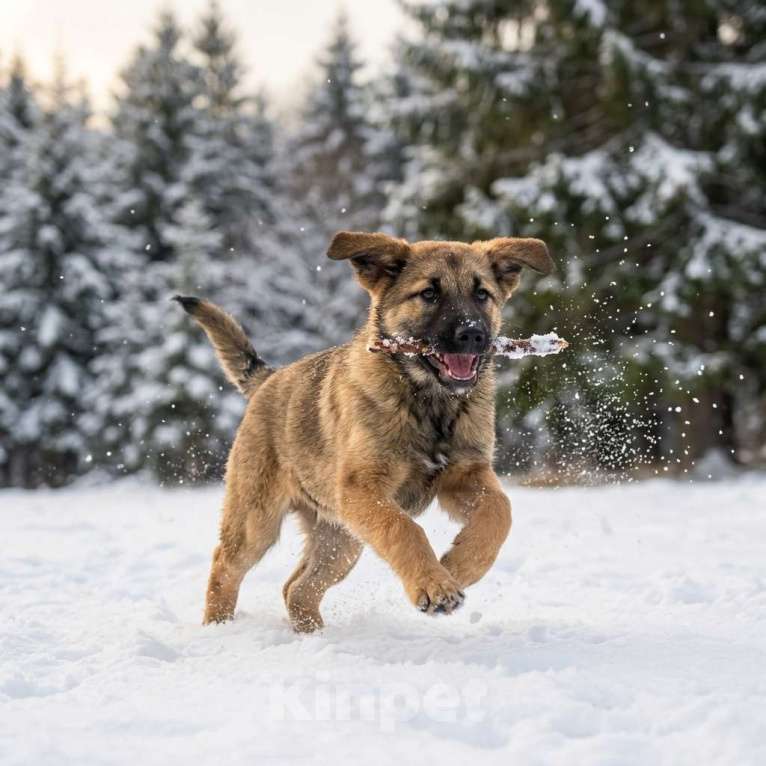 Собаки в Москве: щенок Ариша в добрые руки Девочка, Бесплатно - фото 8