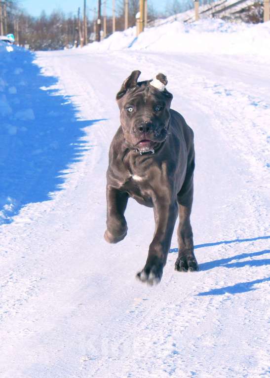 Собаки в Северобайкальске: Две девочки корсо Девочка, 70 000 руб. - фото 2