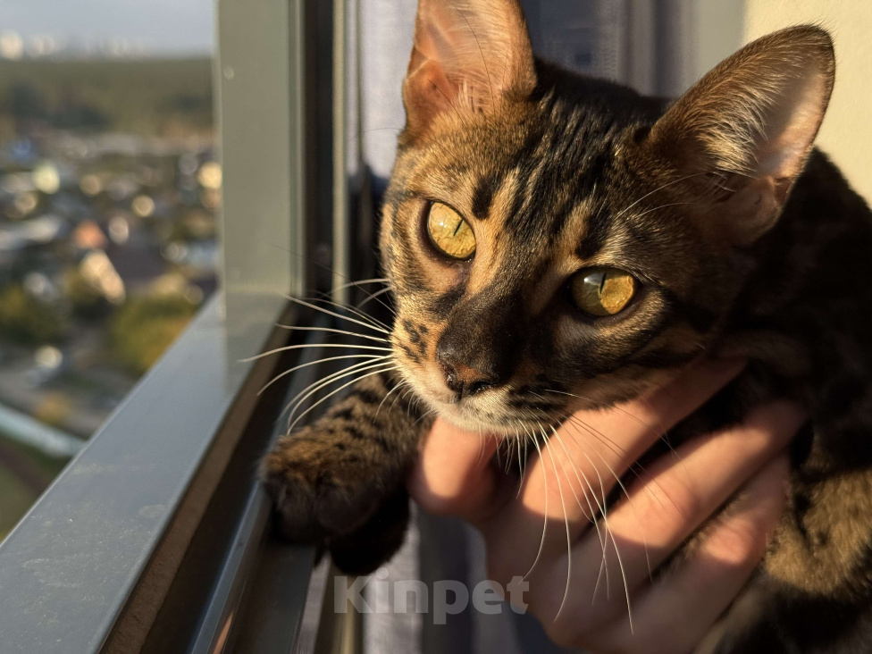 Кошки в Москве: Бенгальская угольная кошечка Девочка, 20 000 руб. - фото 1