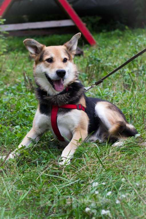 Собаки в Москве: Малыш Мальчик, Бесплатно - фото 4