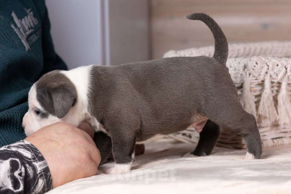 Собаки в Королеве: Американский булли Мальчик, 200 000 руб. - фото 9