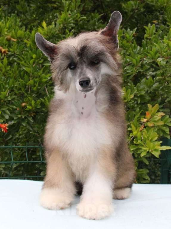 Собаки в Феодосии: Пуховый мальчик китайской хохлатой  Мальчик, Бесплатно - фото 2