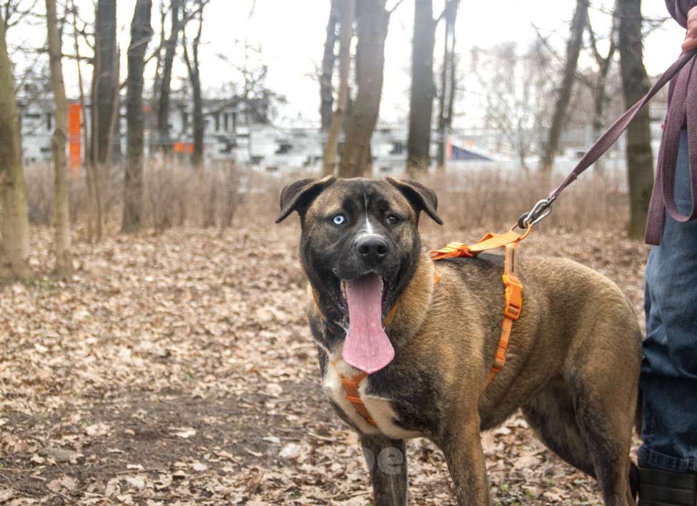 Собаки в Москве: Тина Девочка, Бесплатно - фото 3