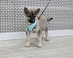 Собаки в Москве: Щенки бесплатно в Москве Девочка, Бесплатно - фото 8