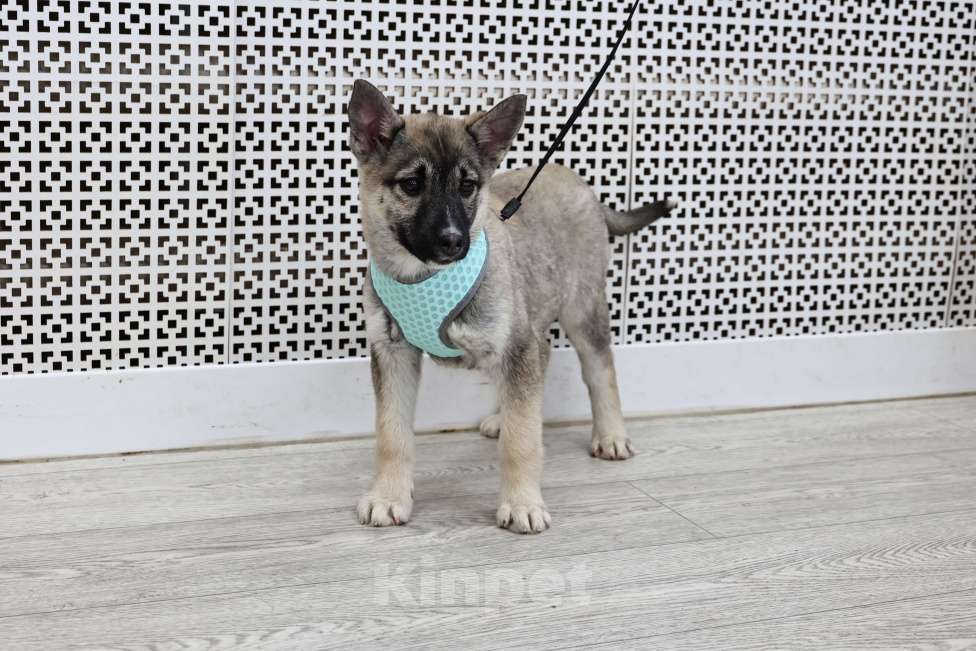 Собаки в Москве: Щенки бесплатно в Москве Девочка, Бесплатно - фото 8