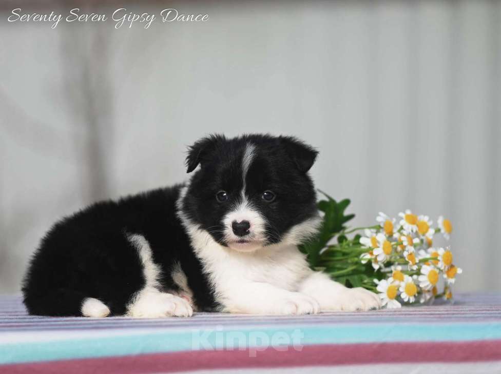 Собаки в Москве: Щенки бордер колли Разнополые, Бесплатно - фото 3