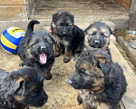 Собаки в Йошкаре-Оле: Чистокровные щенки немецкой длинношерстной овчарки. Мальчик, 12 000 руб. - фото 1