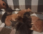 Кошки в Колпашево: Мейн-кун котята, 6 000 руб. - фото 10
