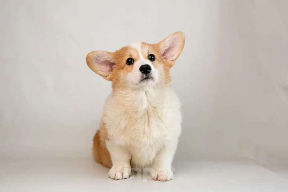 Собаки в Уфе: Вельш-корги пемброк девочка 5 мес Девочка, 45 000 руб. - фото 3