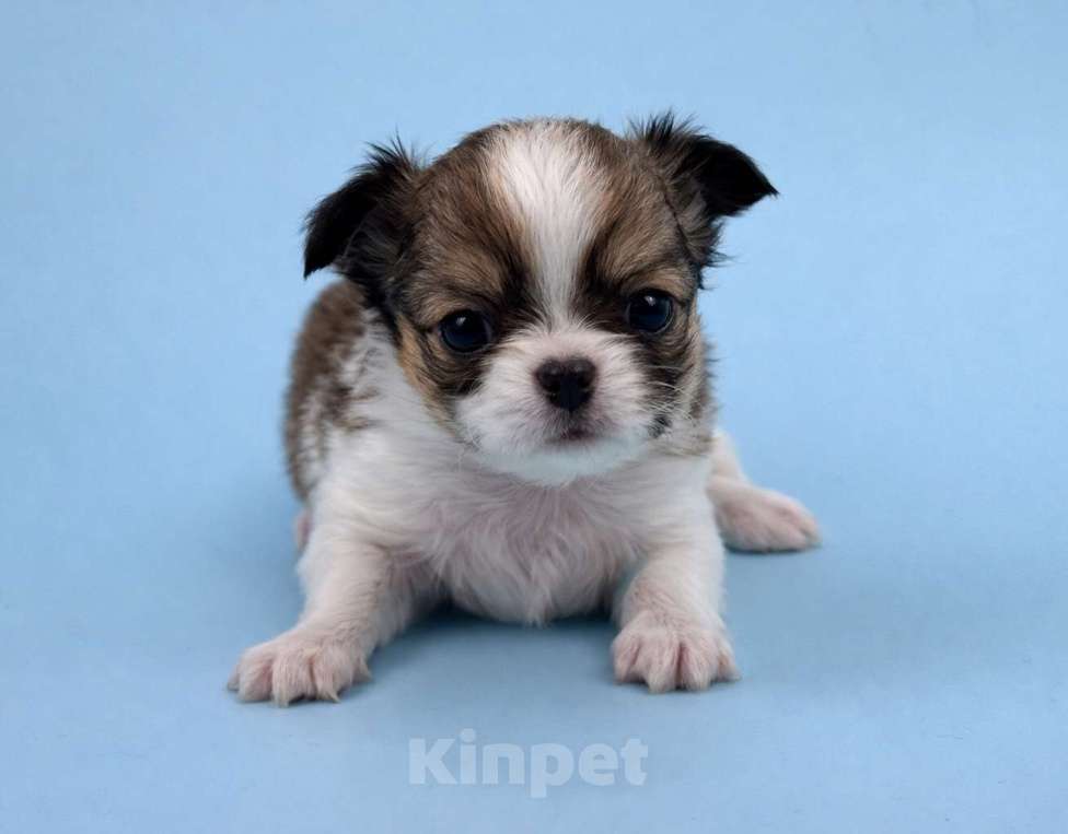 Собаки в Казани: Щенок чихуахуа длинношерстный Мальчик, 40 000 руб. - фото 2