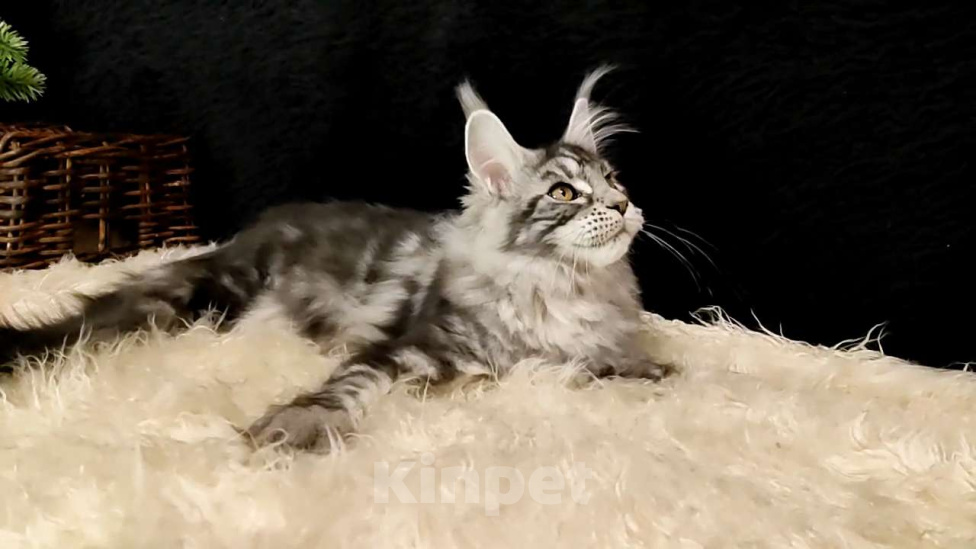 Кошки в Казани: Кошечка Алиса Девочка, Бесплатно - фото 6