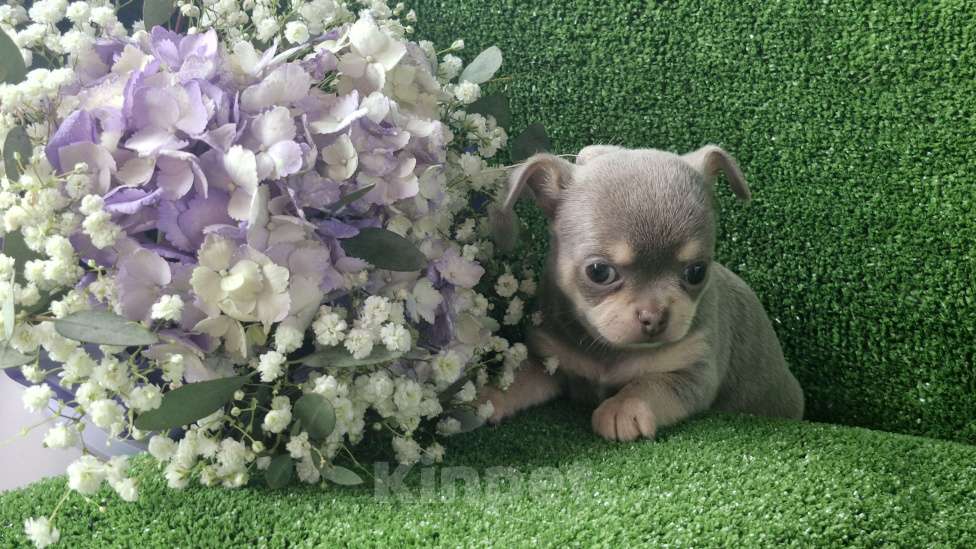 Собаки в Краснодаре: Лилов под  Девочка, 50 000 руб. - фото 3