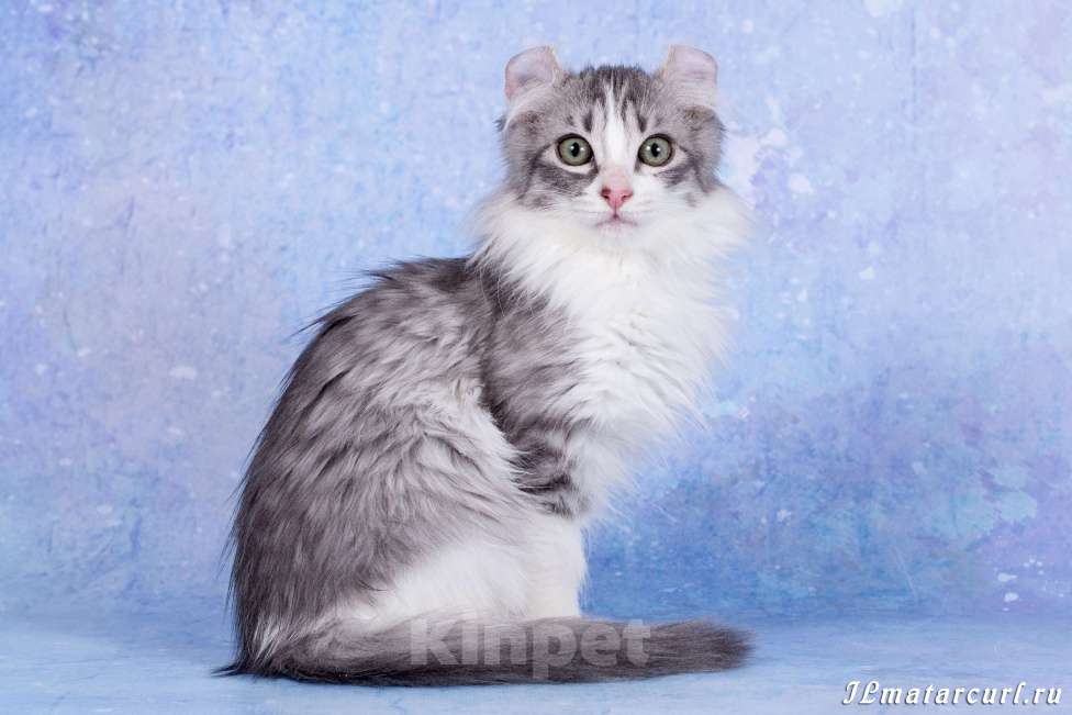 Кошки в Москве: Американский кёрл Девочка, Бесплатно - фото 7