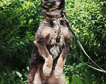 Собаки в Москве: Жучок ищет дом и хозяина Мальчик, 10 руб. - фото 2