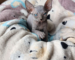 Кошки в Москве: Котята сфинкс Разнополые, 30 000 руб. - фото 4