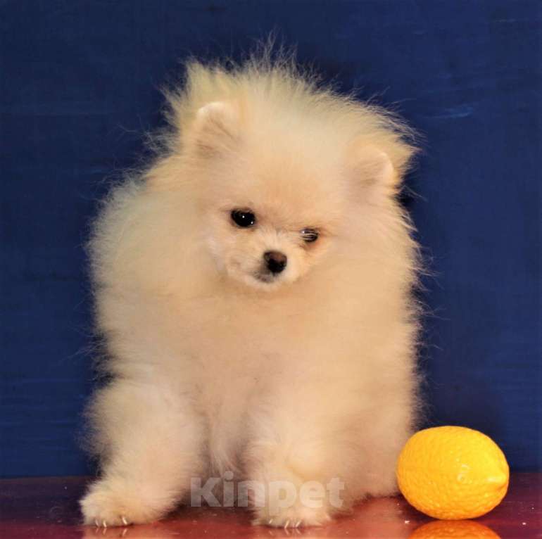 Собаки в Москве: померанский шпиц щенки мини и микро, 25 000 руб. - фото 9