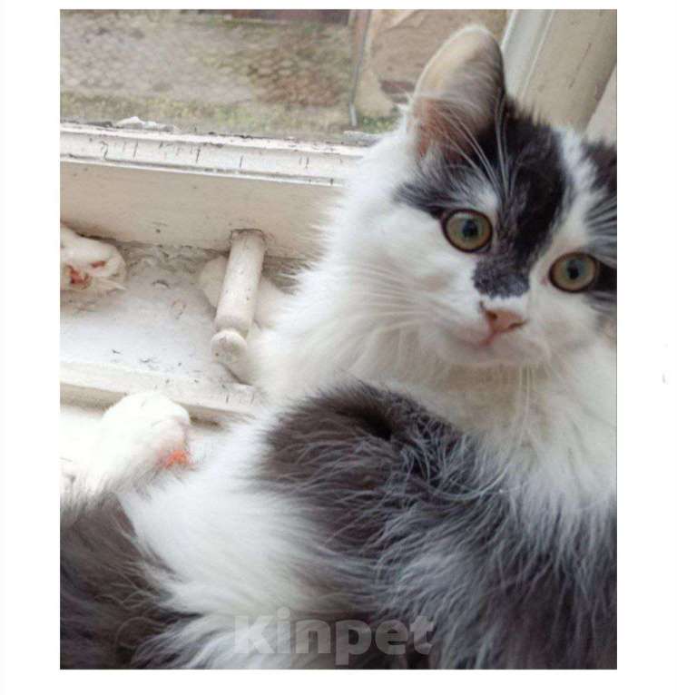 Кошки в Калининграде: ПОМОГИТЕ НАЙТИ КОТЁНКА Мальчик, Бесплатно - фото 1