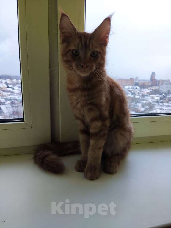 Кошки в Щелково: Ржавый Мальчик, 25 000 руб. - фото 4