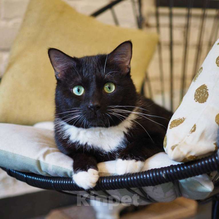 Кошки в Москве: котик Сиэтл ищет дом Мальчик, Бесплатно - фото 1