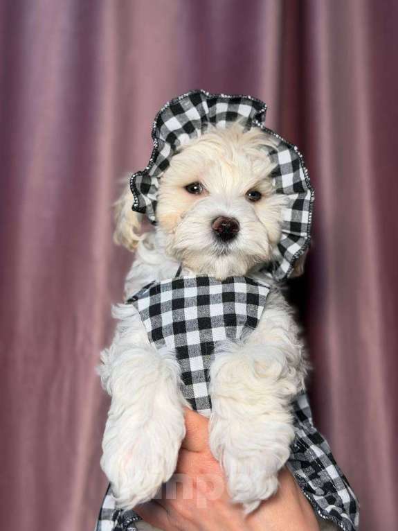 Собаки в Красногорске: Мальтипу девочка Девочка, 100 000 руб. - фото 3