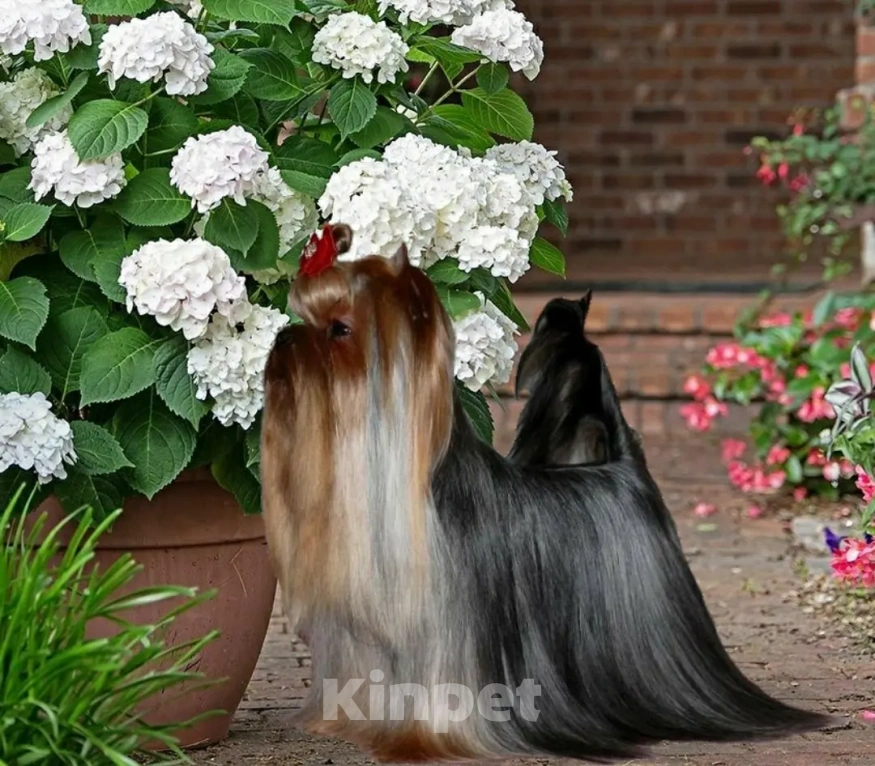 Собаки в Королеве: Мальчик йорк Мальчик, 35 000 руб. - фото 4