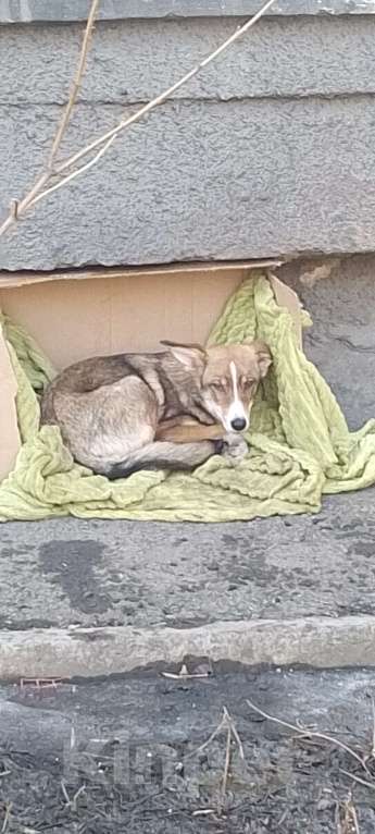 Собаки в Новокузнецке: Отдам в хорошие руки Мальчик, Бесплатно - фото 6