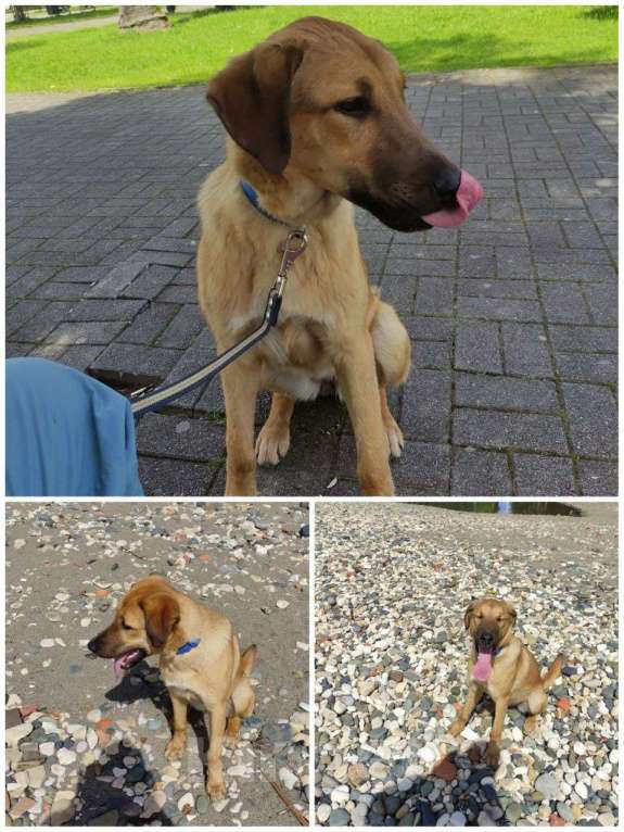 Собаки в Сочи: В-е овчарка Девочка, 1 000 руб. - фото 1