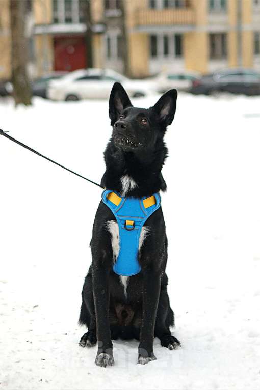 Собаки в Санкт-Петербурге: Собака среднего размера Хаммер в добрые руки Мальчик, Бесплатно - фото 4