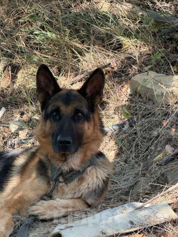 Собаки в Махачкале: Продается овчарка можно на вязку Мальчик, Бесплатно - фото 2