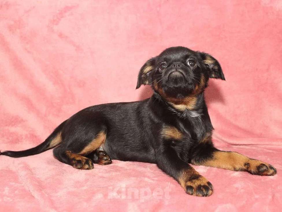 Собаки в Санкт-Петербурге: Маленькая принцесса Девочка, 80 000 руб. - фото 7