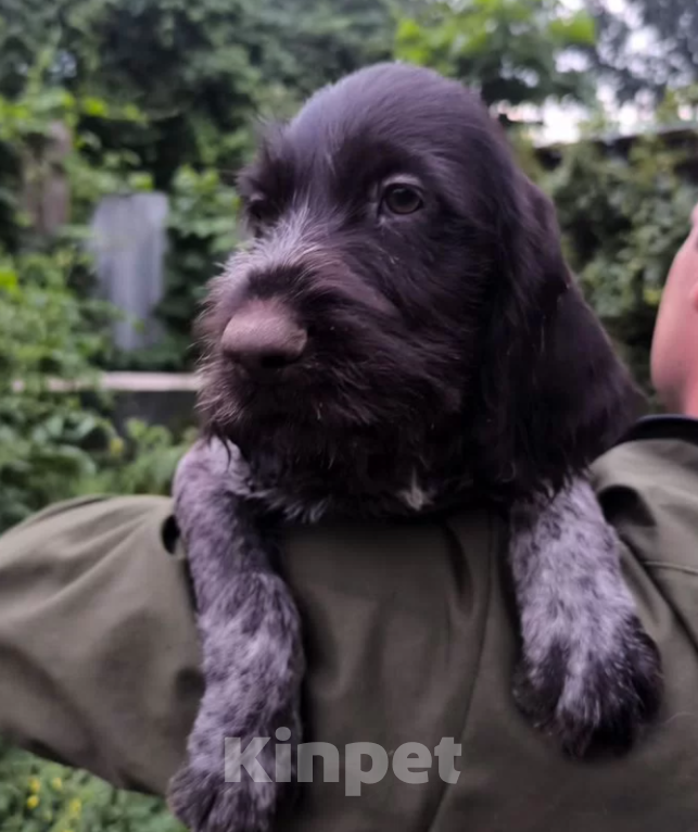 Собаки в Михайловске: Дратхаар (девочка) Девочка, 50 000 руб. - фото 3