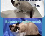 Кошки в Ростове-на-Дону: Котёнок Сноу -шу Мальчик, 20 000 руб. - фото 4