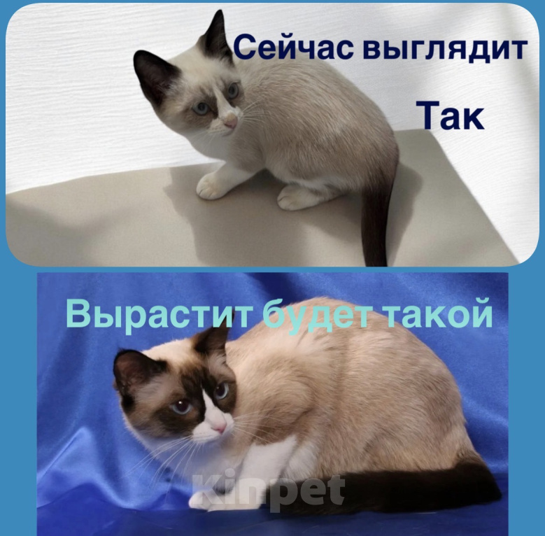Кошки в Ростове-на-Дону: Котёнок Сноу -шу Мальчик, 20 000 руб. - фото 4
