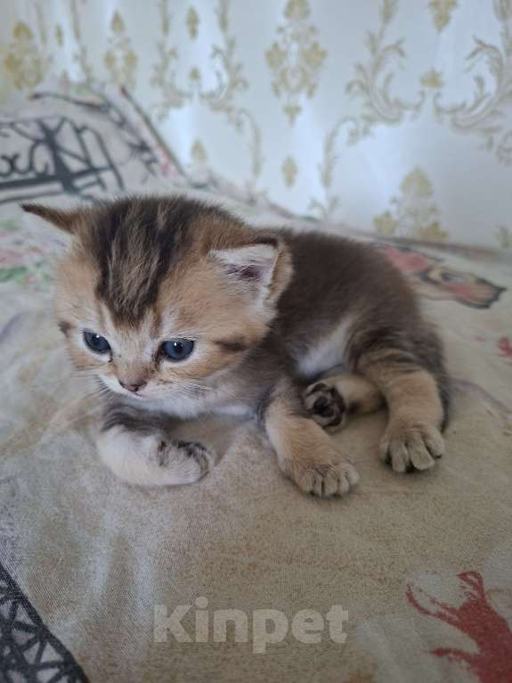 Кошки в Симферополе: 2 мальчика шотландских  Мальчик, 15 000 руб. - фото 9