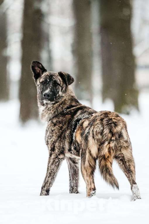 Собаки в Москве: Тигровый Чуни ищет дом Мальчик, Бесплатно - фото 7