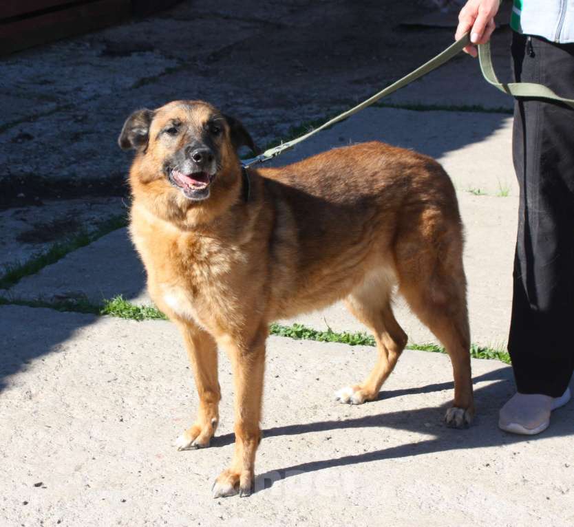 Собаки в Москве: Джульетте очень нужен дом и семья  Девочка, Бесплатно - фото 8
