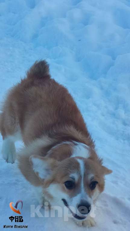 Собаки в Москве: Девочка сказка Вельш корги пемброк  Девочка, 55 000 руб. - фото 3