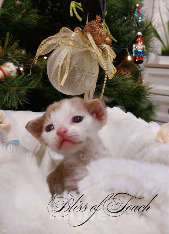 Кошки в Воронеже: Котенок девон рекс мальчик Мальчик, 100 000 руб. - фото 4