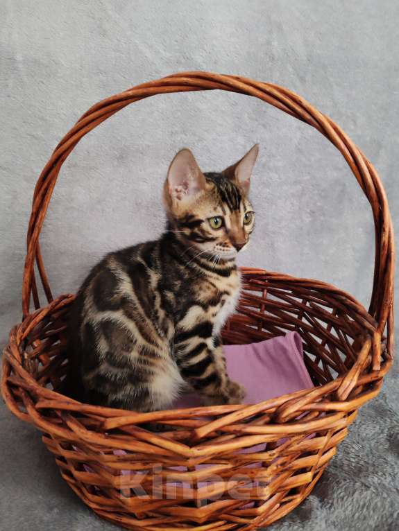 Кошки в Москве: Бенгальский мальчишка с  родословной (в наличии) Мальчик, 40 000 руб. - фото 4